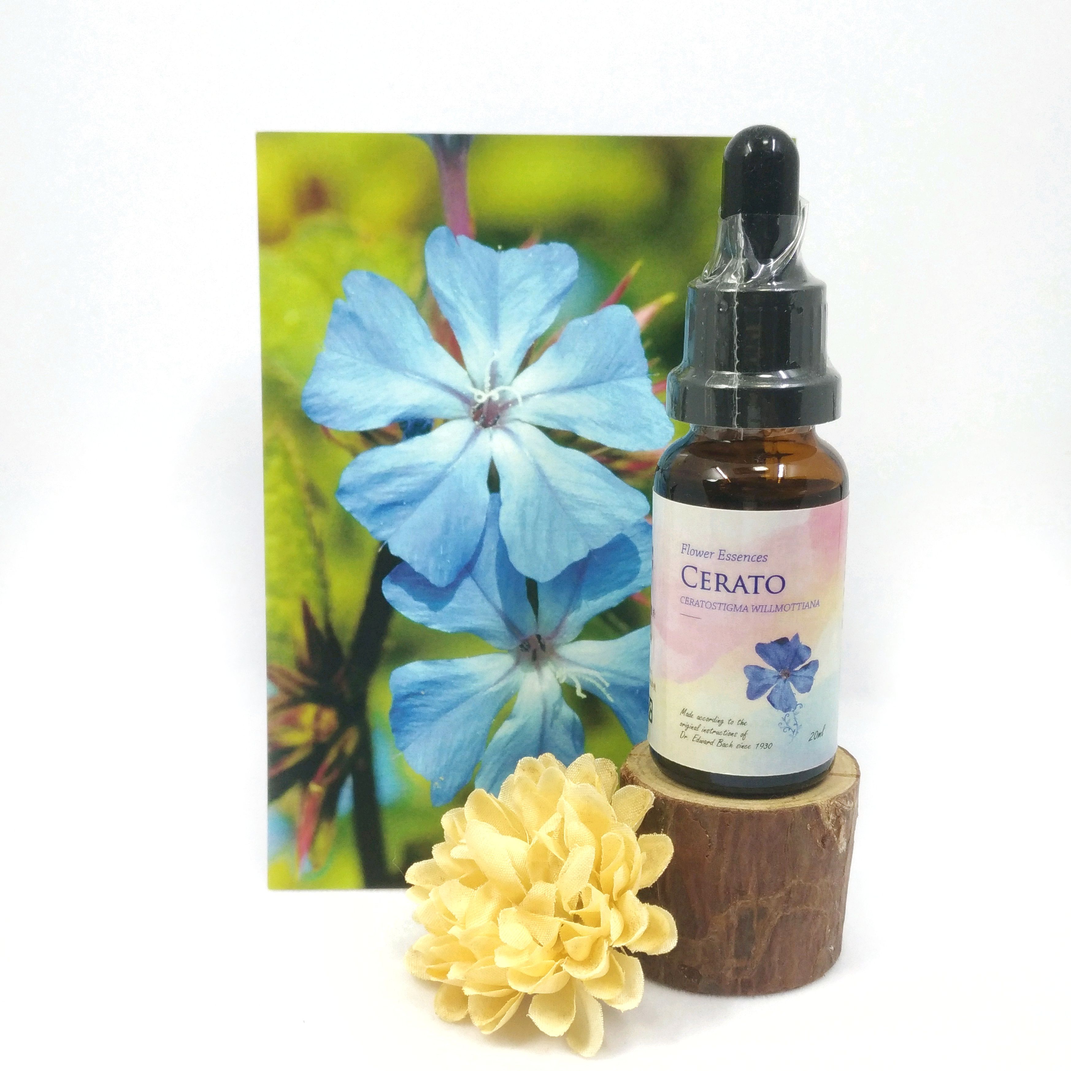 【水蕨花精 Cerato】絕粹30CH巴赫花精／Bach Flower Essence／20mL_食在自在心空間Spaco