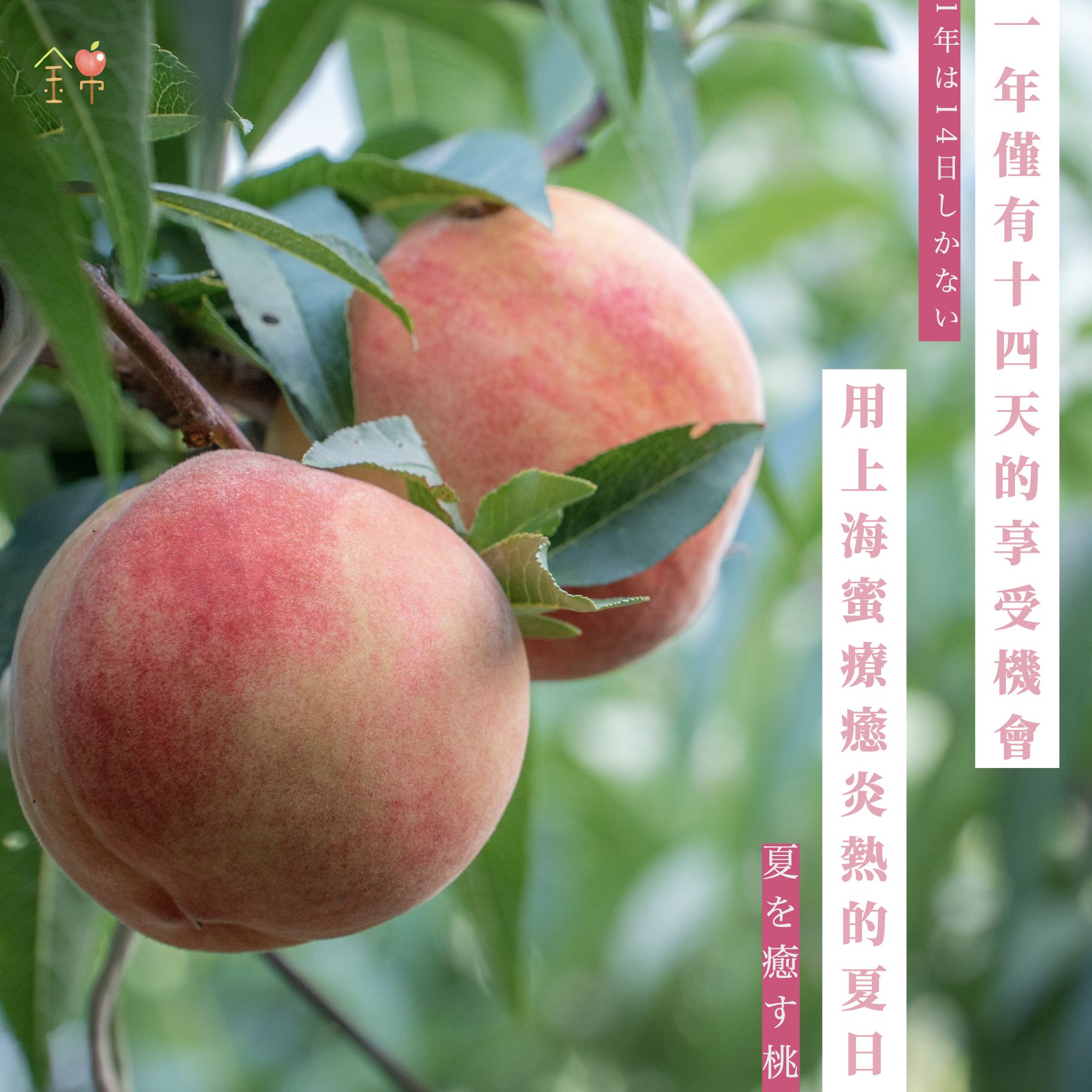 上海蜜水蜜桃｜錦記友善果園｜開啟仲夏的水蜜桃療癒時刻，顛覆你對台灣