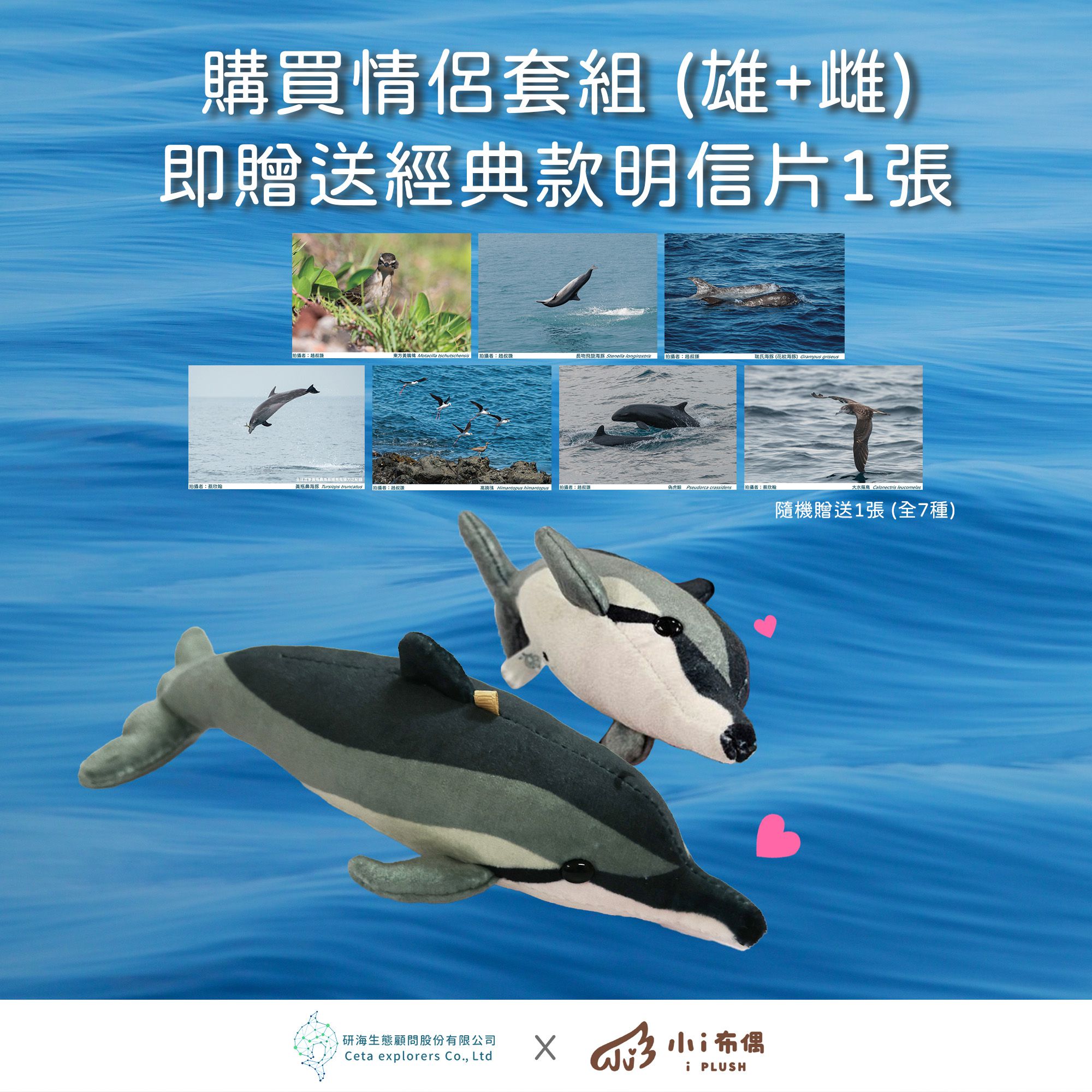 長吻飛旋海豚玩偶吊飾_研海商店