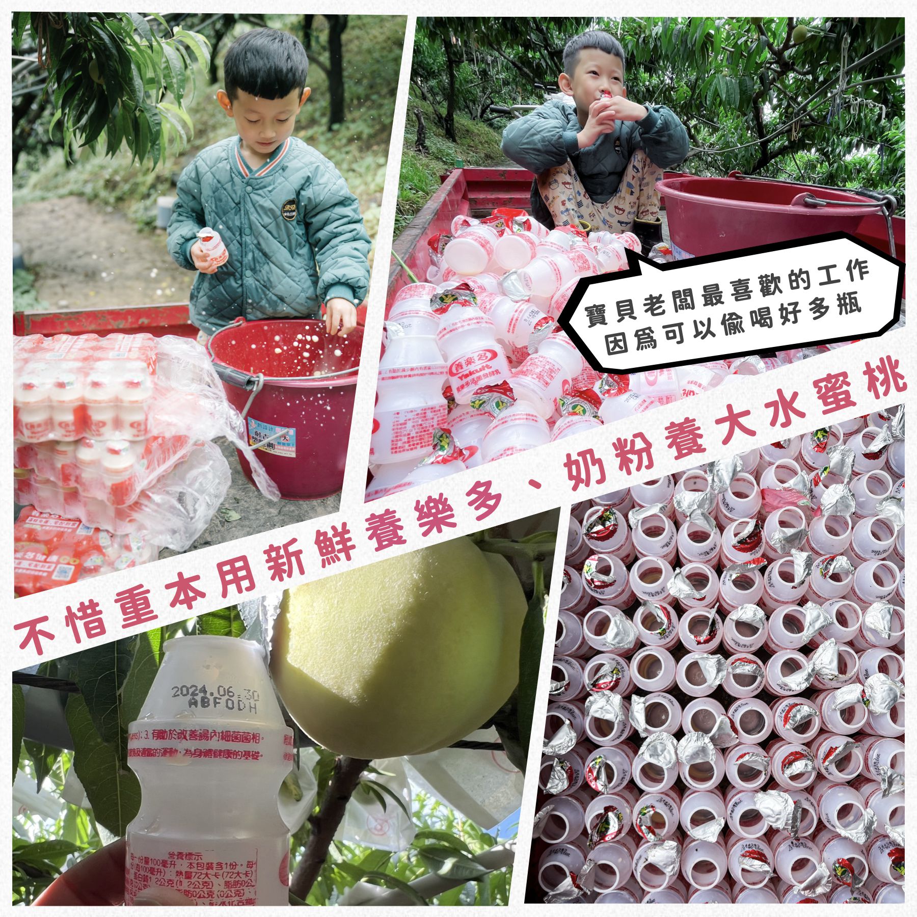 上海蜜水蜜桃｜錦記友善果園｜開啟仲夏的水蜜桃療癒時刻，顛覆你對台灣