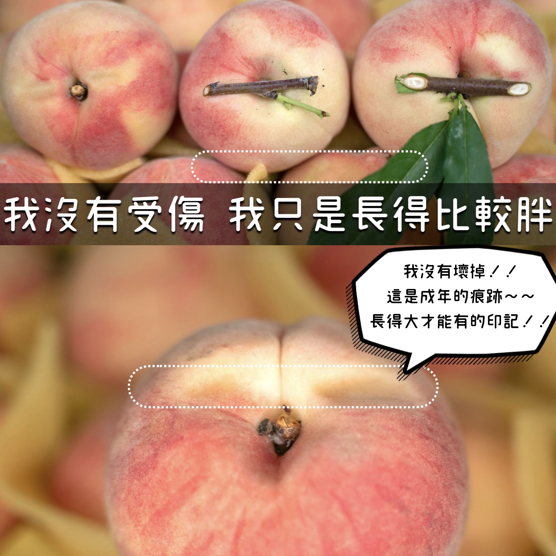 上海蜜水蜜桃｜錦記友善果園｜開啟仲夏的水蜜桃療癒時刻，顛覆你對台灣