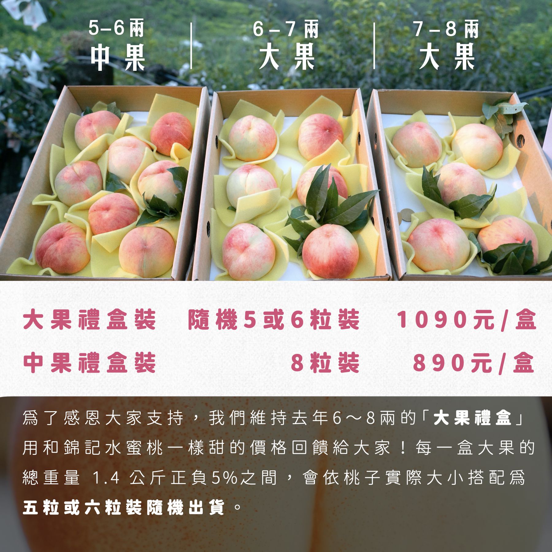 上海蜜水蜜桃｜錦記友善果園｜開啟仲夏的水蜜桃療癒時刻，顛覆你對台灣