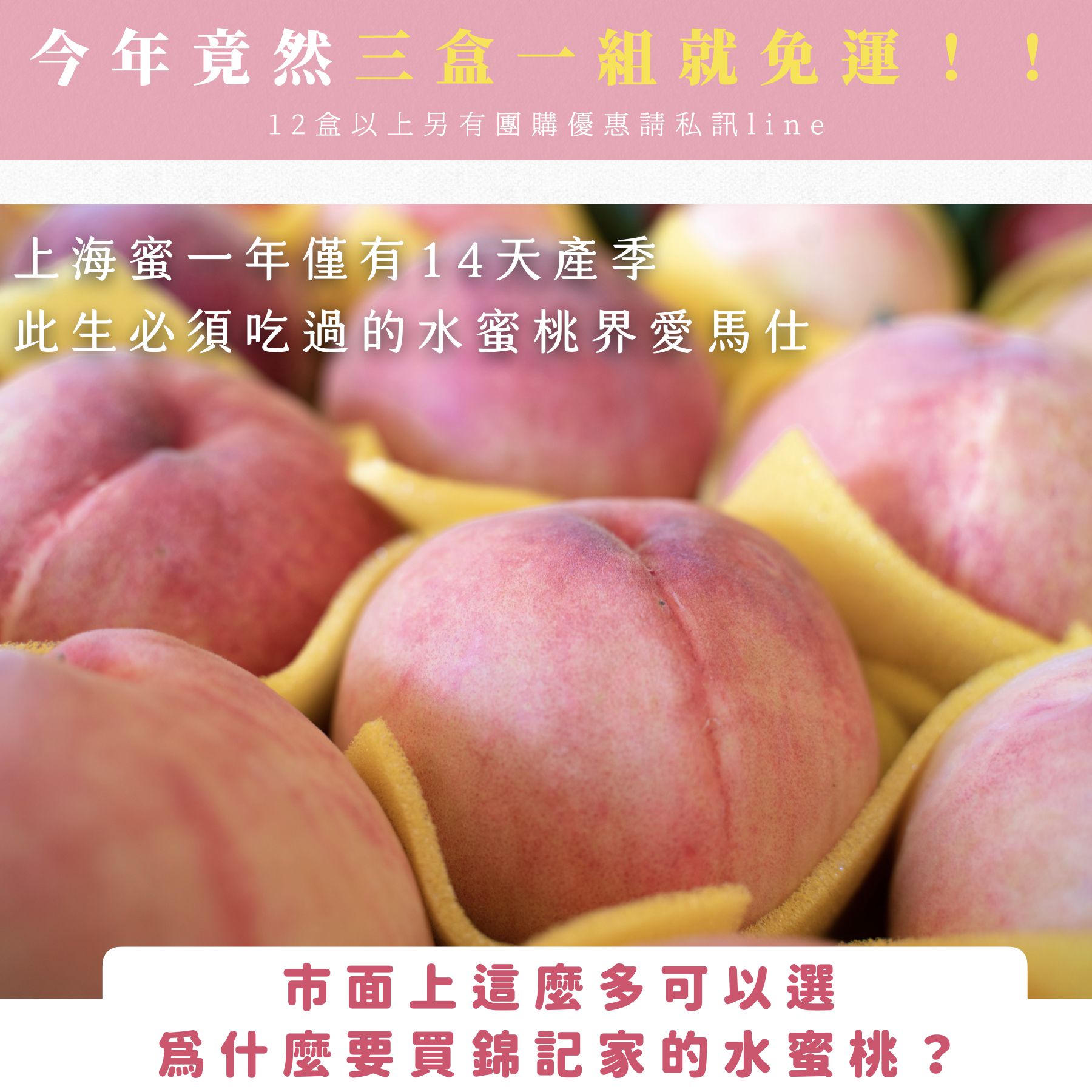 上海蜜水蜜桃｜錦記友善果園｜開啟仲夏的水蜜桃療癒時刻，顛覆你對台灣