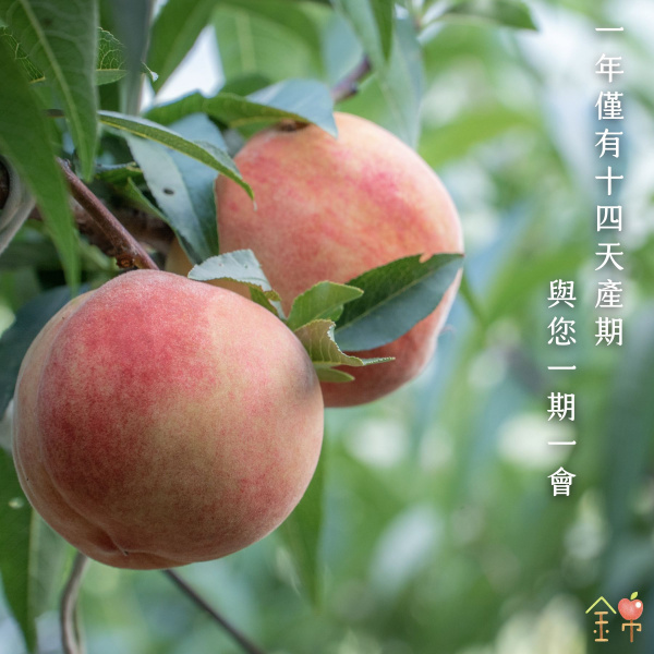 水蜜桃錦　１２CM左右　多肉植物 上海蜜水蜜桃｜錦記友善果園｜開啟仲夏的水蜜桃療癒時刻，顛覆你對台灣
